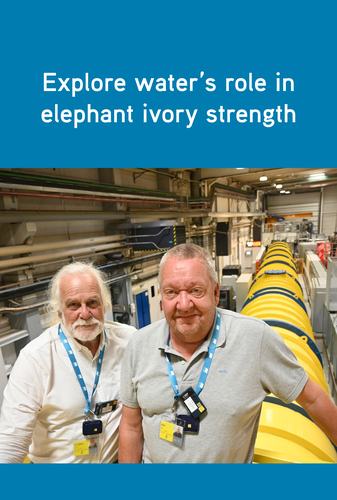 UC199 Elephant Tusk D11 User Portrait