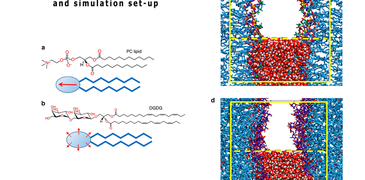 csm_D16 Lipid_structures_and_simulation_set up_70e504c02b.png