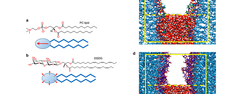 csm_D16 Lipid_structures_and_simulation_set up_70e504c02b.png