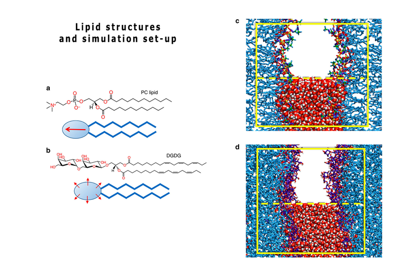 csm_D16 Lipid_structures_and_simulation_set up_70e504c02b.png