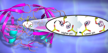 csm_HIV 1_protease_in_cartoon_representation_with_bound_clinical_drug_darunavir_Credit_Jill_Hemman_and_Andrey_Kovalevsky__Oak_Ridge_National_Laboratory_._c44e711a5b.png