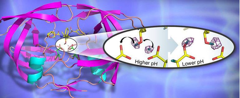 csm_HIV 1_protease_in_cartoon_representation_with_bound_clinical_drug_darunavir_Credit_Jill_Hemman_and_Andrey_Kovalevsky__Oak_Ridge_National_Laboratory_._c44e711a5b.png
