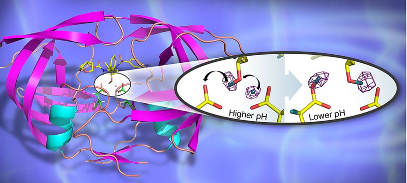 csm_HIV 1_protease_in_cartoon_representation_with_bound_clinical_drug_darunavir_Credit_Jill_Hemman_and_Andrey_Kovalevsky__Oak_Ridge_National_Laboratory_._c44e711a5b.png