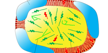 csm_low density lipoprotein particle_9a4de8e67a.png