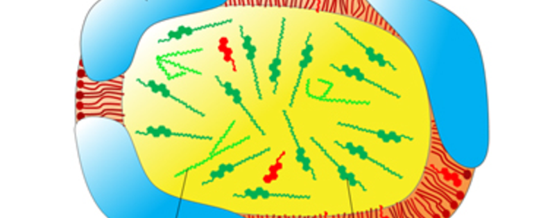 csm_low density lipoprotein particle_9a4de8e67a.png