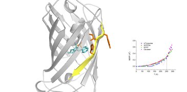 cyan fluorescin proteins.jpg