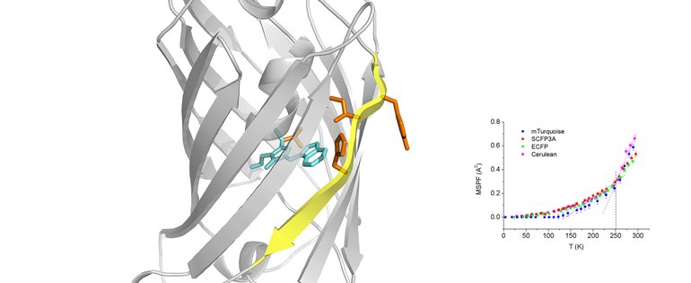cyan fluorescin proteins.jpg