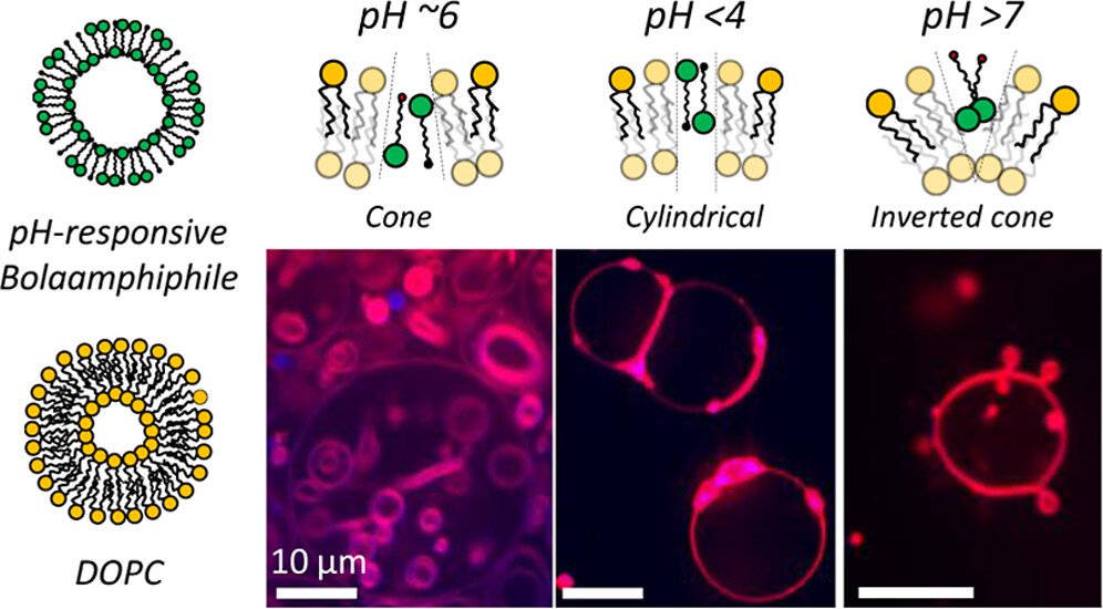 This pH-dependent environmentally sensitive membrane remodeling without the disruption of the essential bilayer motif illustrates how local molecular-level packing perturbations can translate into global system-level morphological changes, enabling membranes to acquire environmental sensitivity and real-time adaptability. 