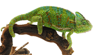 preview_cameleon _c_Dmitry Fotolia.com_e4286c3727.png