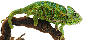 preview_cameleon _c_Dmitry Fotolia.com_e4286c3727.png