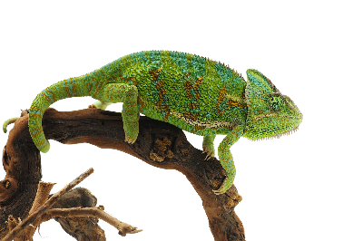 preview_cameleon _c_Dmitry Fotolia.com_e4286c3727.png